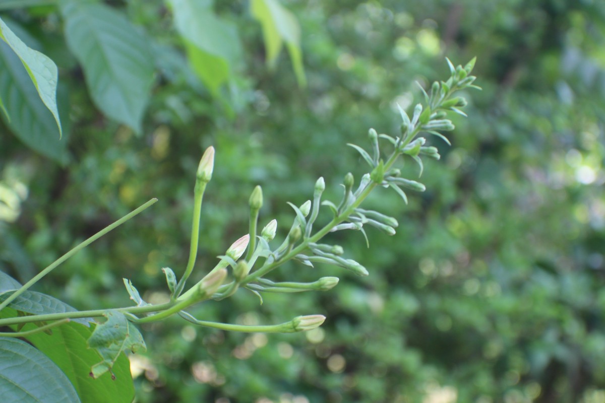 Combretum indicum (L.) DeFilipps